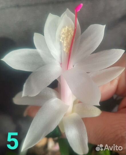 Шлюмбергеры