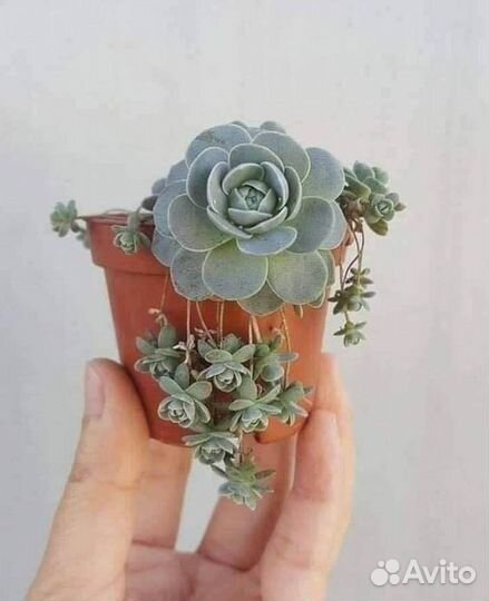 Суккуленты-Оростахис иваренге,цветы