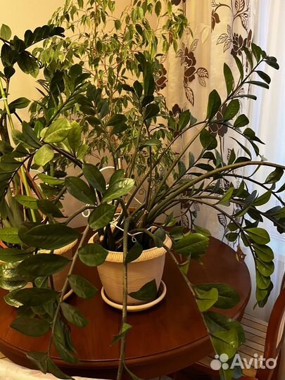 Замиокулькас большие растения