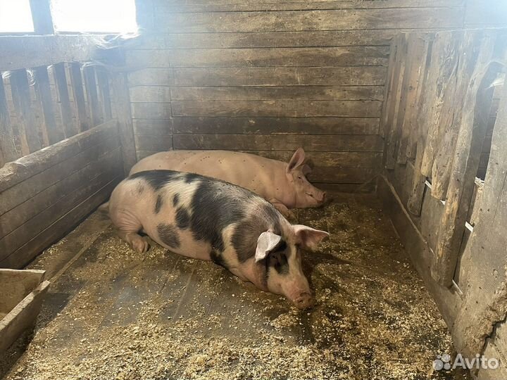 Свинина домашняя