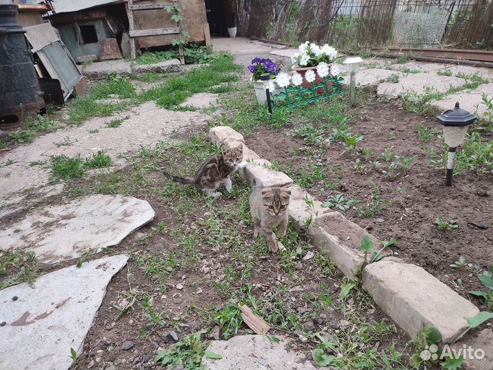 Котята даром