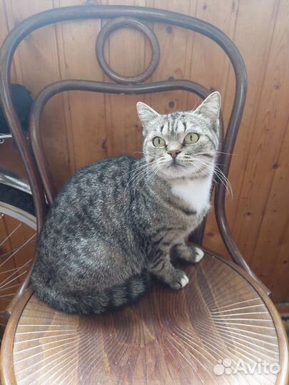 Британская прямоухая кошка