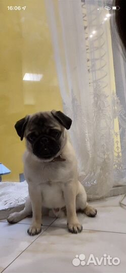 Мопс вязка мальчик