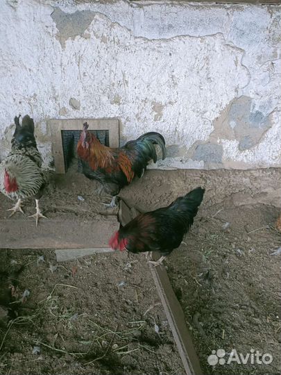 Петухи