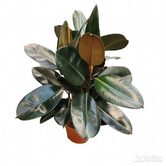 Высокие комнатные растения