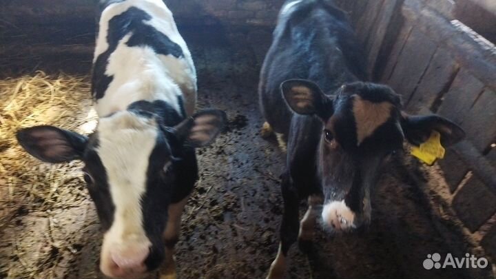 Бычки,телки,телята