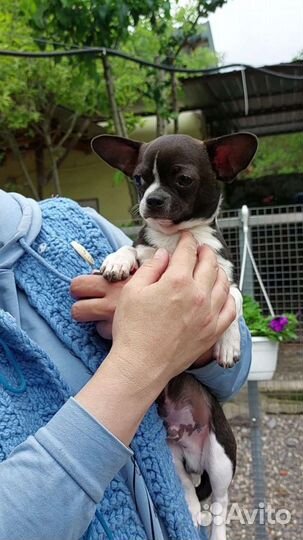 Щенки чихуахуа