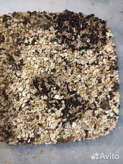 Жук знахарь(чернотелка)