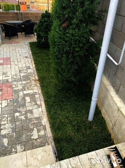 Рулонный газон