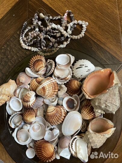 Морские ракушки