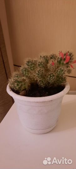 Кактусы, 2 горшка