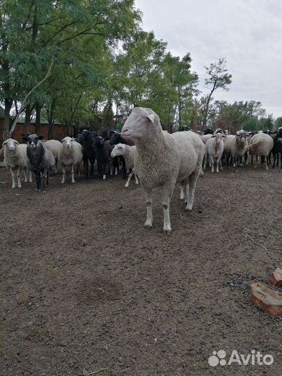 Бараны и Овцы (Немцы метисы и Гисары)