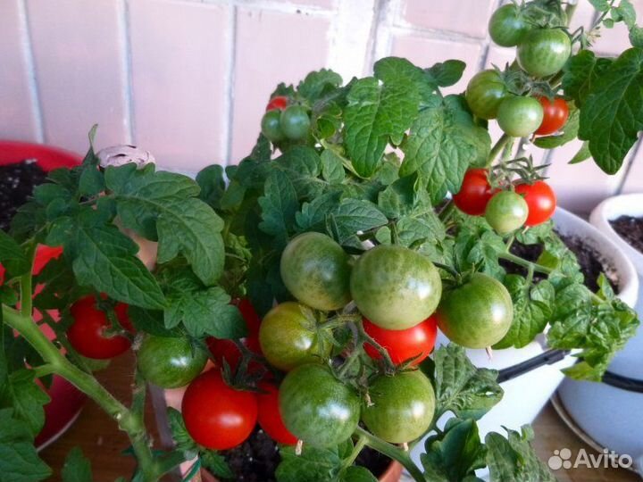 Томат комнатный Пиноккио (семена, рассада)