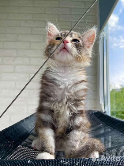 Бусинка ищет дом