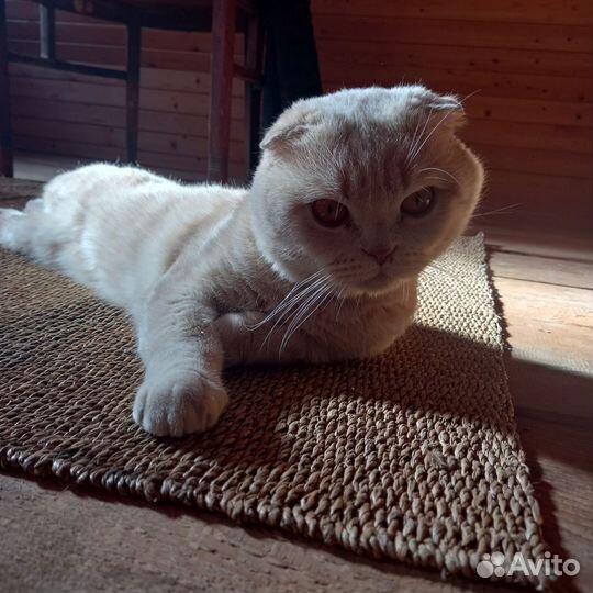 Вязка с шотландским вислоухим котом