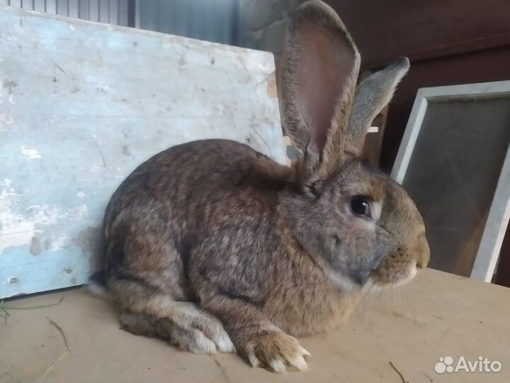 Кролики крупные, самцы и самки 6 месяцев