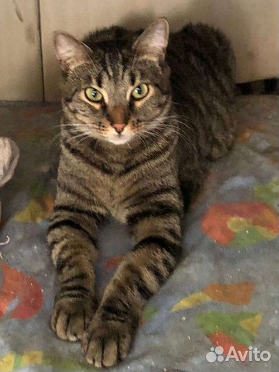 Кошечка 1,5 года,Европейская