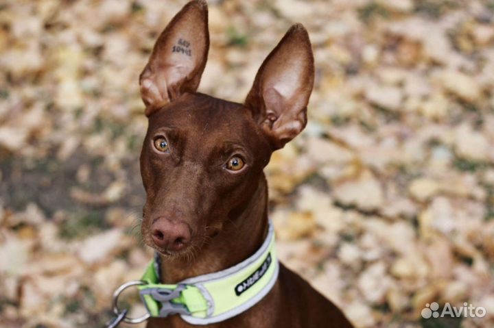 Приглашаем чирнеко