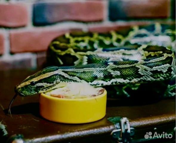 Цыплята суточные замороженные