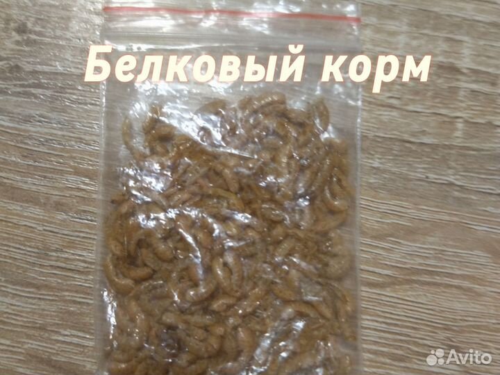 Почти новая муравьиная ферма