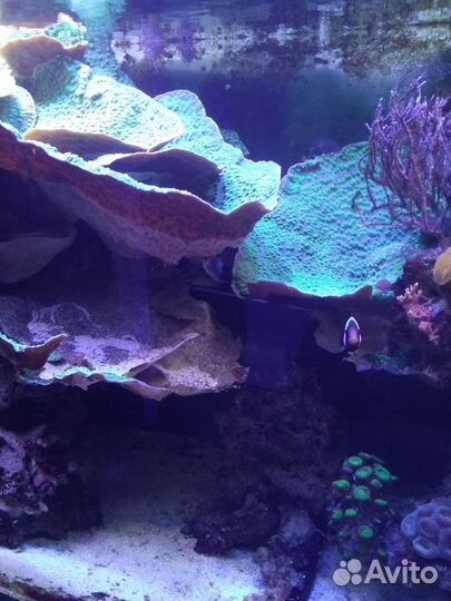 Морской коралл