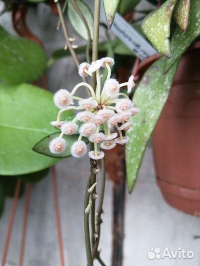 Хоя парвифлора