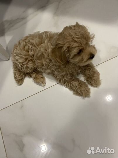 Мальтипу f1 мальчик красавчик