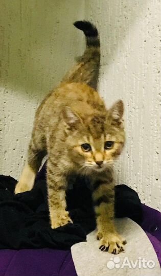 Кошка котёнок девочка