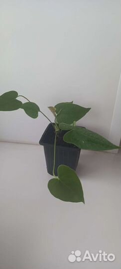 Антуриум Андрэ ред