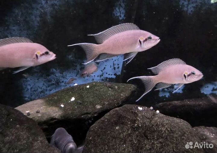 Псевдотрофеус пиндани, Принцесса Бурунди,анцитрус