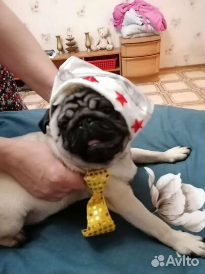 Мопс вязка мальчик