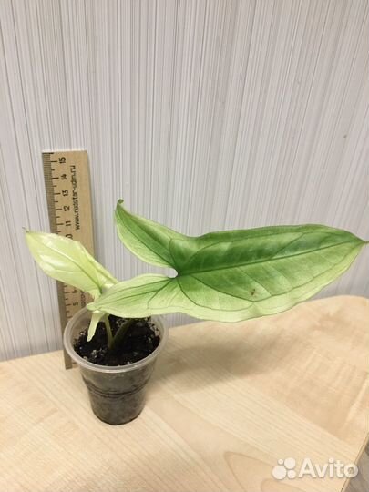 Сингониум imperial white