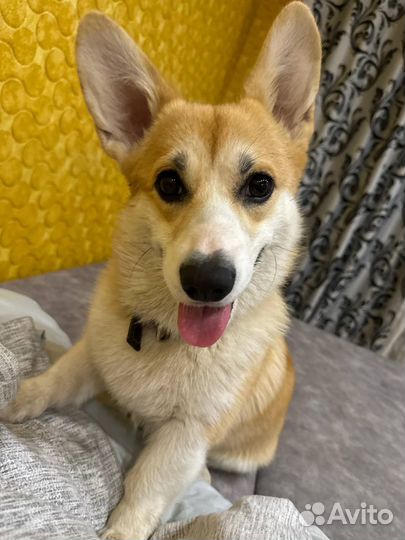 Вельш-корги пемброк девочка