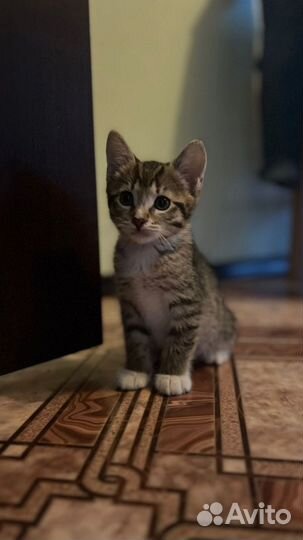 Котенка выбросили на помойку