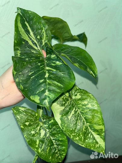 Сингониум Панда