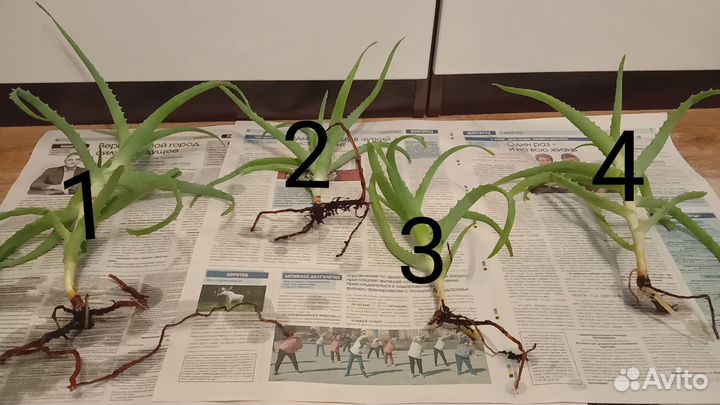 Алое столетник