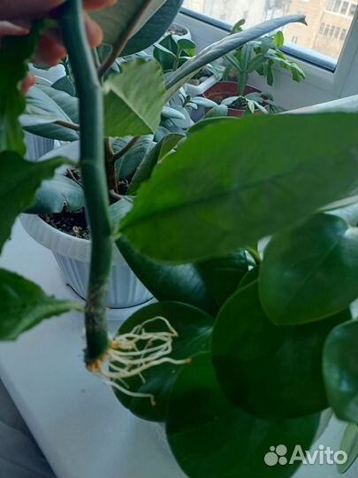 Педилантус