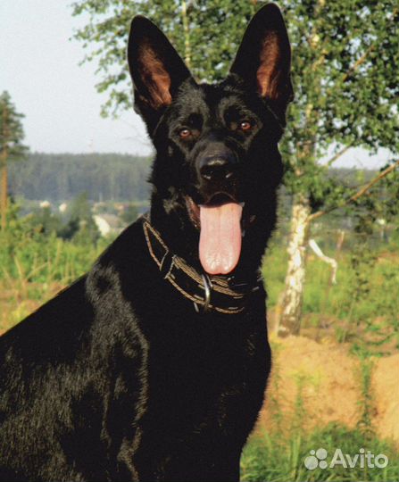 Кабель немецкой овчарки для вязки