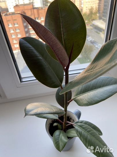 Ficus elastica ‘Abidzhan’