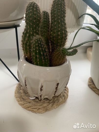 Кактусы и суккуленты