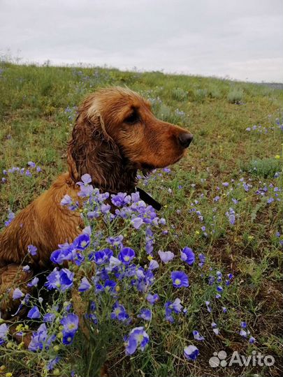 Вязка собак