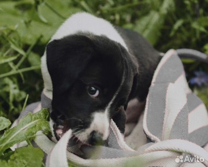 Собака в добрые руки