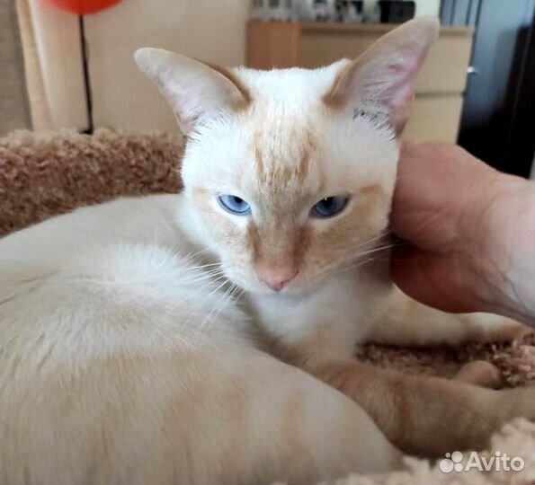 Кот в добрые руи. Голубоглазый Лукас