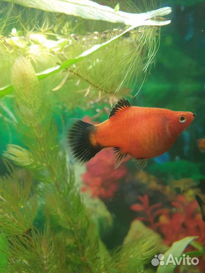 Пецилии. Таракатум