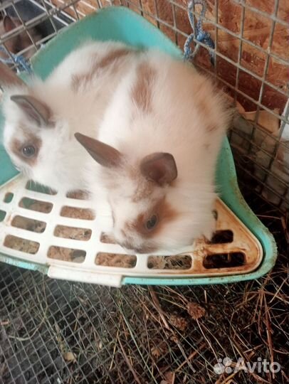 Декоративные карликовые кролики