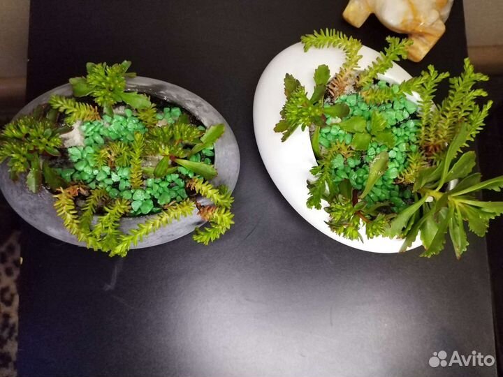 Флорариум суккуленты