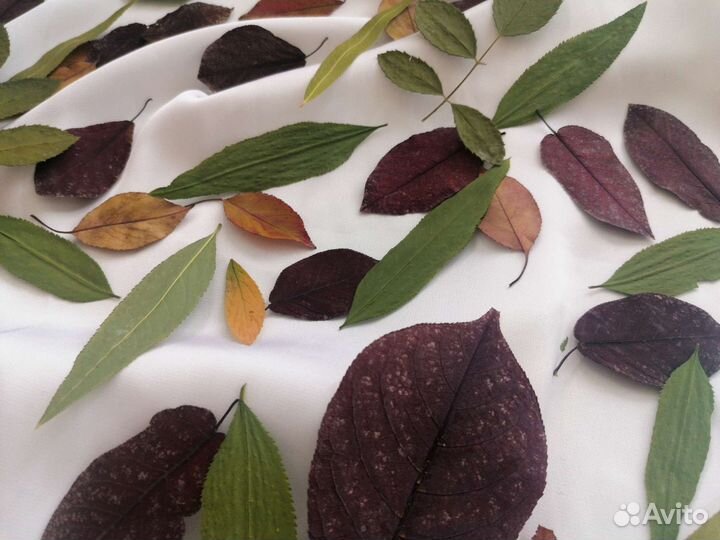 Гербарий плоскозасушенные листья осенние