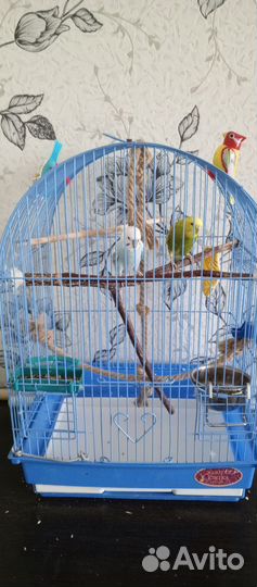 Волнистый попугай с клеткой