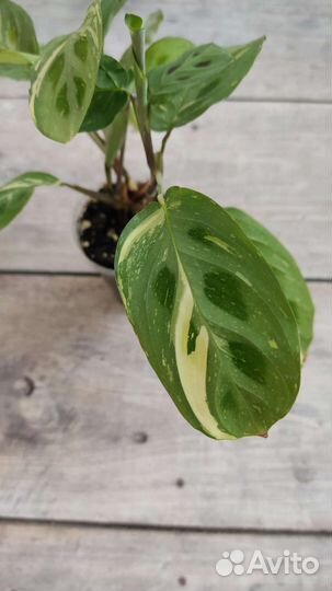 Маранта бьюти ким