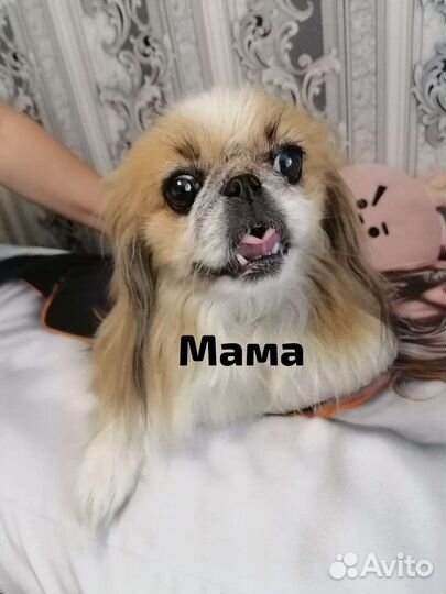 Щенки пекинеса
